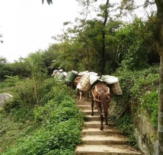 山西山区马帮运输