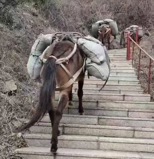 山西骡马运输