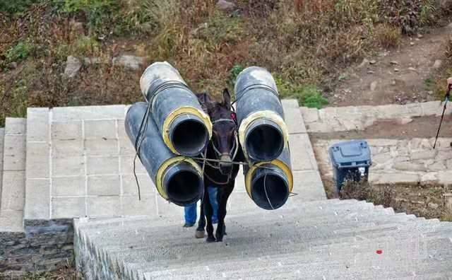 山西马帮运输