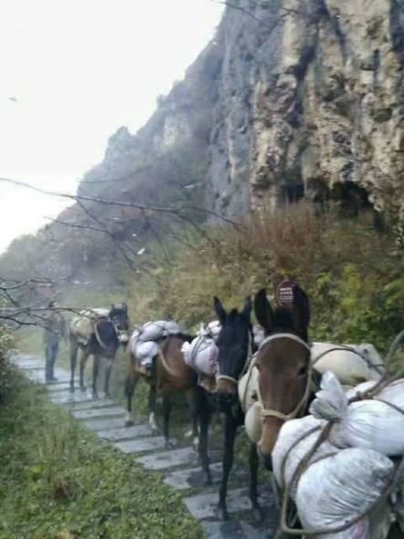 山西骡子运输队